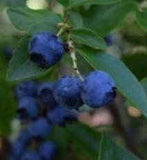 Blueberries2019B_2.jpg